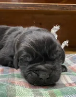 Maggie Silver Girl, a female Newfoundland for sale in Pottstown, PA – Photo 1 of 8