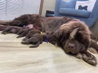Sophia Brown Pink, a female Newfoundland for sale in Pottstown, PA – Photo 9 of 9