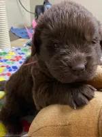 Sophia Brown Pink, a female Newfoundland for sale in Pottstown, PA – Photo 4 of 9