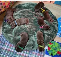 Sophia Brown Pink, a female Newfoundland for sale in Pottstown, PA – Photo 8 of 9