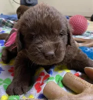Sophia Brown Pink, a female Newfoundland for sale in Pottstown, PA – Photo 3 of 9