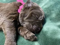 Sophia Brown Pink, a female Newfoundland for sale in Pottstown, PA – Photo 1 of 9