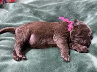 Sophia Brown Pink, a female Newfoundland for sale in Pottstown, PA – Photo 6 of 9