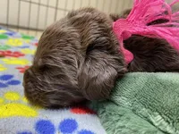 Sophia Brown Pink, a female Newfoundland for sale in Pottstown, PA – Photo 5 of 9