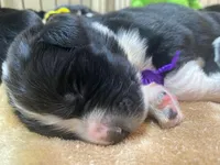 Kayleigh Purple, a female Newfoundland for sale in Pottstown, PA – Photo 6 of 9
