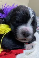 Kayleigh Purple, a female Newfoundland for sale in Pottstown, PA – Photo 1 of 9