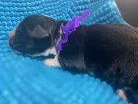 Kayleigh Purple, a female Newfoundland for sale in Pottstown, PA – Photo 4 of 9