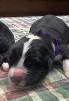 Kayleigh Purple, a female Newfoundland for sale in Pottstown, PA – Photo 2 of 9