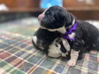 Kayleigh Purple, a female Newfoundland for sale in Pottstown, PA – Photo 3 of 9