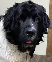Kayleigh Blue Boy, a male Newfoundland for sale in Pottstown, PA – Photo 8 of 9