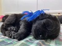 Kayleigh Blue Boy, a male Newfoundland for sale in Pottstown, PA – Photo 1 of 9