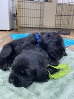Kayleigh Blue Boy, a male Newfoundland for sale in Pottstown, PA – Photo 2 of 9