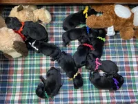 Kayleigh Blue Boy, a male Newfoundland for sale in Pottstown, PA – Photo 6 of 9