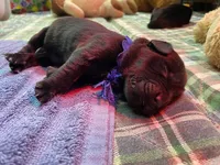 Kayleigh Blue Boy, a male Newfoundland for sale in Pottstown, PA – Photo 3 of 9