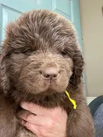 Sophia Brown Yellow, a male Newfoundland for sale in Pottstown, PA – Photo 3 of 10