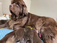 Sophia Brown Yellow, a male Newfoundland for sale in Pottstown, PA – Photo 7 of 10