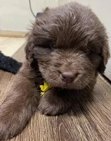 Sophia Brown Yellow, a male Newfoundland for sale in Pottstown, PA – Photo 9 of 10