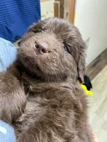 Sophia Brown Yellow, a male Newfoundland for sale in Pottstown, PA – Photo 8 of 10