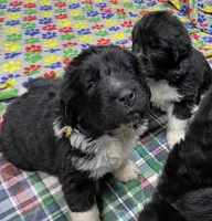 Sylvia Gold, a female Newfoundland for sale in Pottstown, PA – Photo 7 of 9