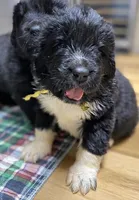 Sylvia Gold, a female Newfoundland for sale in Pottstown, PA – Photo 6 of 9