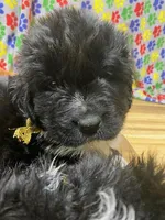 Sylvia Gold, a female Newfoundland for sale in Pottstown, PA – Photo 4 of 9