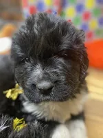 Sylvia Gold, a female Newfoundland for sale in Pottstown, PA – Photo 5 of 9
