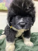 Sylvia Gold, a female Newfoundland for sale in Pottstown, PA – Photo 2 of 9