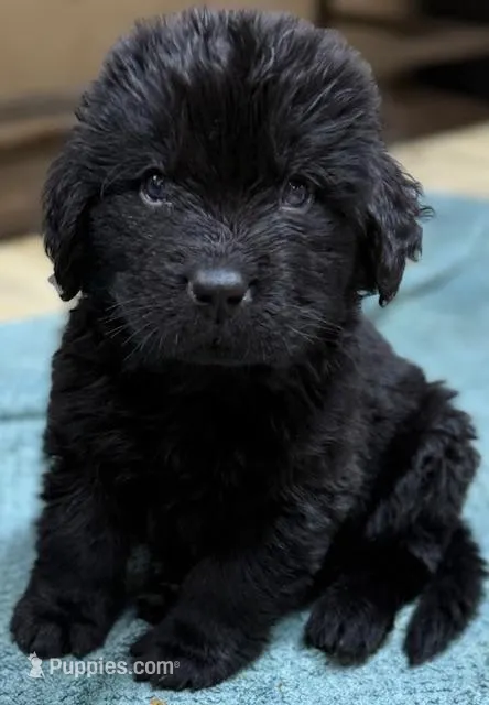 Zeus Gray boy – Newfoundland puppy for sale in Pottstown, PA