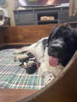 Kayleigh Green, a male Newfoundland for sale in Pottstown, PA – Photo 4 of 7