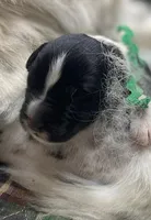 Kayleigh Green, a male Newfoundland for sale in Pottstown, PA – Photo 2 of 7