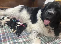 Kayleigh Green, a male Newfoundland for sale in Pottstown, PA – Photo 7 of 7