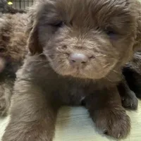 Hawthorne Rosie Female, a female Newfoundland for sale in Pottstown, PA – Photo 6 of 6