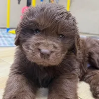 Hawthorne Rosie Female, a female Newfoundland for sale in Pottstown, PA – Photo 2 of 6