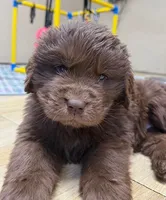 Hawthorne Rosie Female, a female Newfoundland for sale in Pottstown, PA – Photo 2 of 6