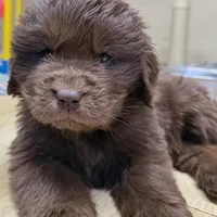 Hawthorne Rosie Female, a female Newfoundland for sale in Pottstown, PA – Photo 3 of 6
