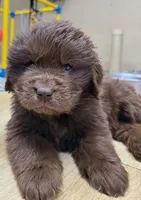 Hawthorne Rosie Female, a female Newfoundland for sale in Pottstown, PA – Photo 3 of 6