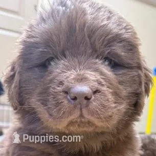 Hawthorne Rosie Female