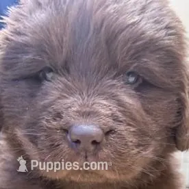 Hawthorne Rosie Female, a female Newfoundland for sale in Pottstown, PA – Photo 4 of 6