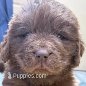 Hawthorne Rosie Female, a female Newfoundland for sale in Pottstown, PA – Photo 5 of 6