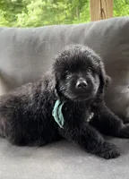 Catherine Light Blue Boy, a male Newfoundland for sale in Pottstown, PA – Photo 7 of 10