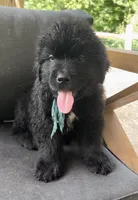 Catherine Light Blue Boy, a male Newfoundland for sale in Pottstown, PA – Photo 8 of 10