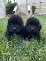 Catherine Light Blue Boy, a male Newfoundland for sale in Pottstown, PA – Photo 10 of 10