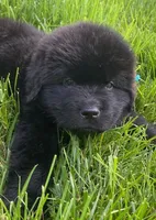 Catherine Light Blue Boy, a male Newfoundland for sale in Pottstown, PA – Photo 6 of 10