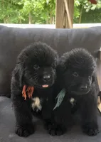 Catherine Light Blue Boy, a male Newfoundland for sale in Pottstown, PA – Photo 4 of 10