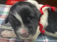 Kayleigh Red, a male Newfoundland for sale in Pottstown, PA – Photo 6 of 10