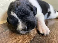 Kayleigh Red, a male Newfoundland for sale in Pottstown, PA – Photo 2 of 10