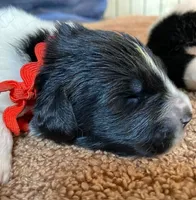 Kayleigh Red, a male Newfoundland for sale in Pottstown, PA – Photo 5 of 10