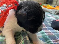 Kayleigh Red, a male Newfoundland for sale in Pottstown, PA – Photo 4 of 10