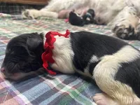 Kayleigh Red, a male Newfoundland for sale in Pottstown, PA – Photo 7 of 10