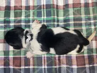 Kayleigh Silver, a female Newfoundland for sale in Pottstown, PA – Photo 2 of 4